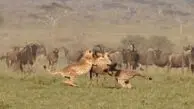 فیلم حمله هماهنگ دو جگوار به گوزن یالدار