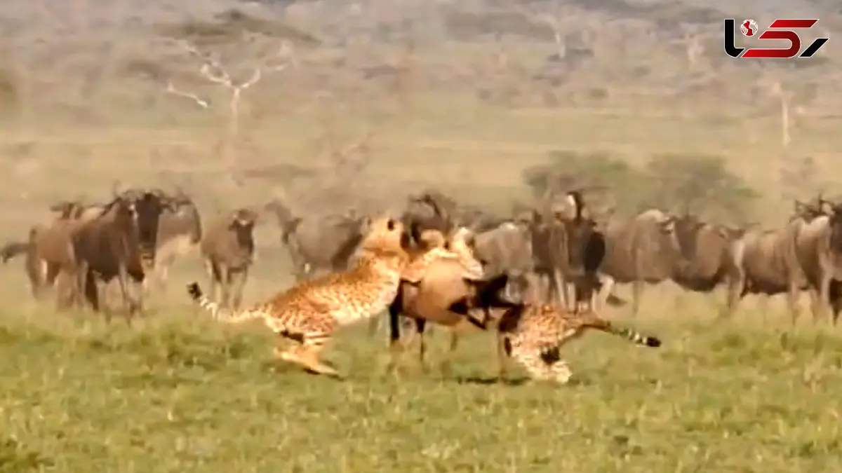 فیلم حمله هماهنگ دو جگوار به گوزن یالدار