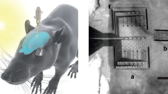  کپی برداری خاطرات توسط موش ها!