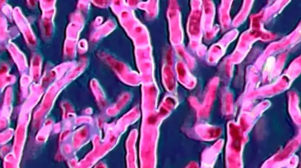 بحران بزرگ اقلیمی؛ گسترش قارچ‌ های مرگبار در سراسر جهان