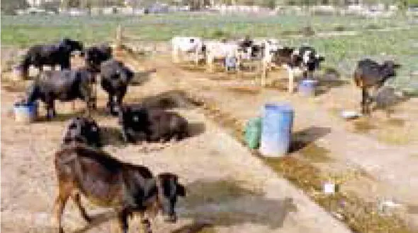 گاو خشمگین گردشگر جوان را کشت