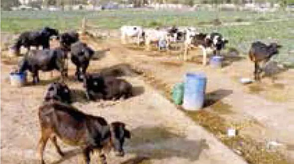 گاو خشمگین گردشگر جوان را کشت