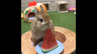 لحظه هندوانه خوردن خرگوش / فیلم
