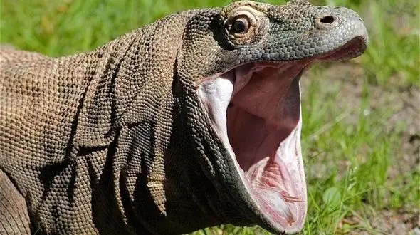 (عکس) آیا گاز گرفتن اژدهای کومودو واقعا باعث مرگ می‌شود؟