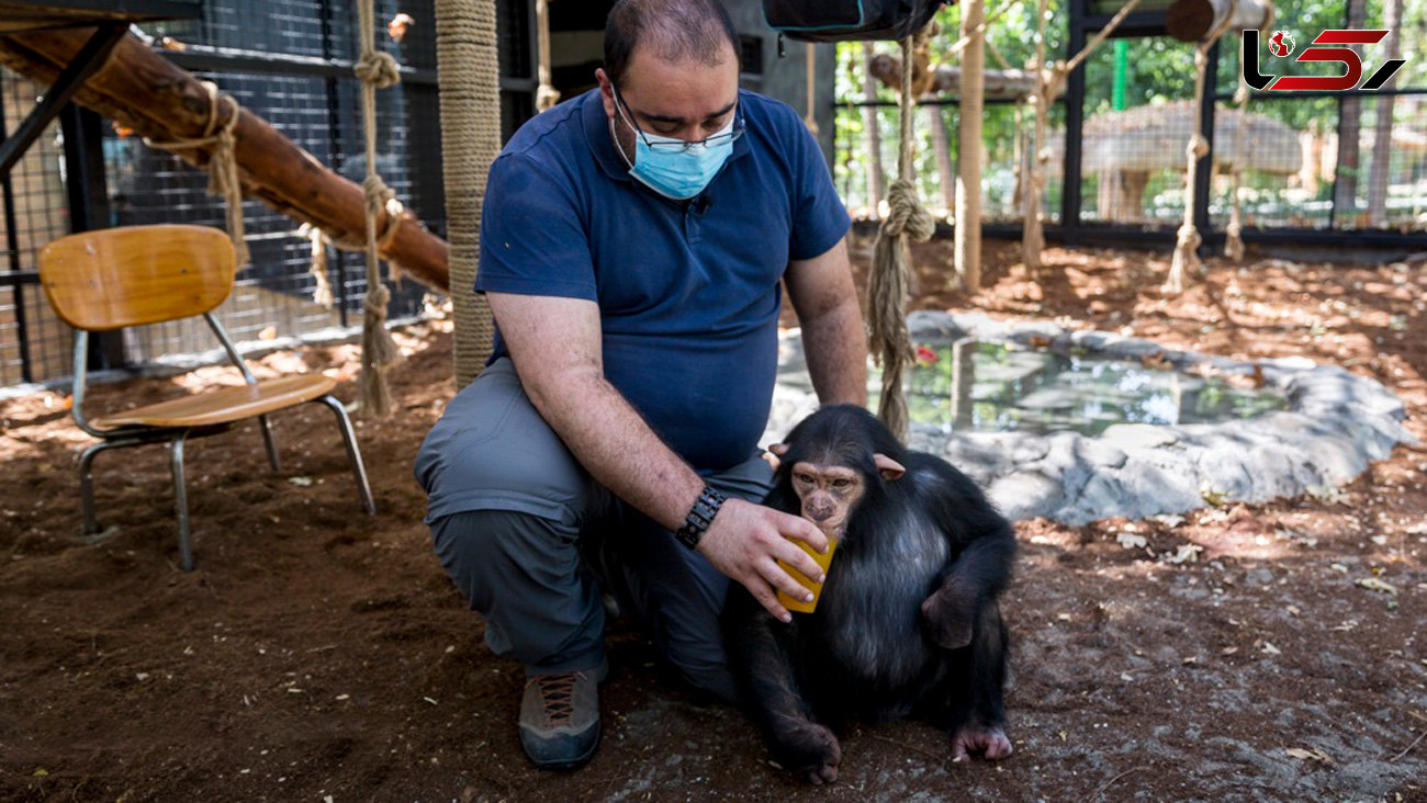 باران تنها شامپانزه ایرانی را از مرگ نجات دهید / تصمیم نادرست سازمان محیط زیست  + فیلم و جزئیات