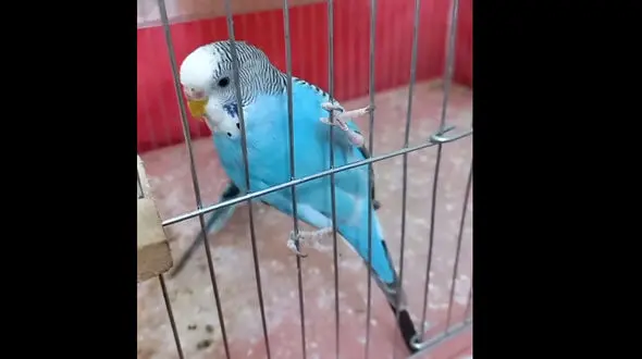 فیلم / مرغ عشق معروف برد استقلال برابر النصر را پیش بینی کرد ! / ببینید