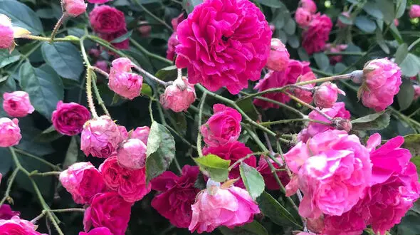 فال ابجد امروز 28 شهریور