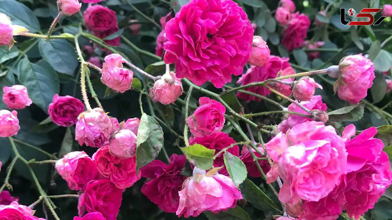 فال ابجد امروز 28 شهریور