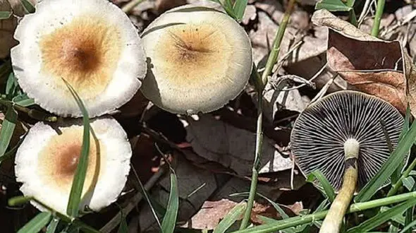 مسمومیت مرگبار 5 کرمانشاهی با قارچ