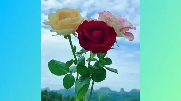 فال ابجد امروز / 26خرداد ماه + فیلم 