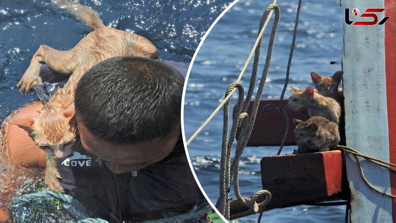 عملیات نیروی دریای برای نجات چهار گربه از مرگ + فیلم و عکس