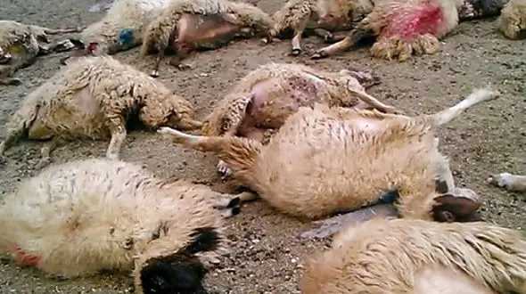 سمند گله گوسفند را زیر گرفت!/ در جاده نیر به سراب رخ داد