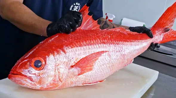 صید ماهی الماس قرمز در تایوان؛ تجربه‌ای تازه از تهیه ساشیمی / فیلم
