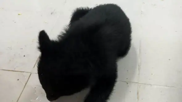 کشف  خودروی حامل یک توله خرس سیاه و ۴۷۴ مرغ مینا در بختگان