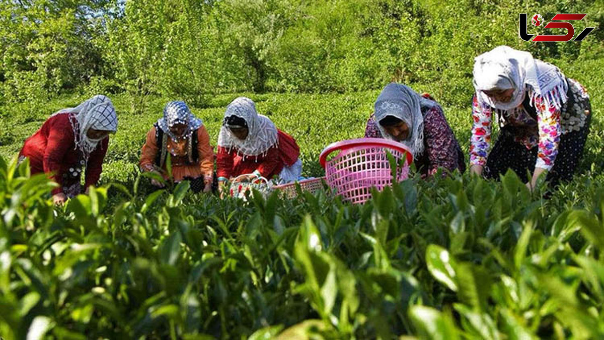 مطالبات چایکاران شمال واریز شد