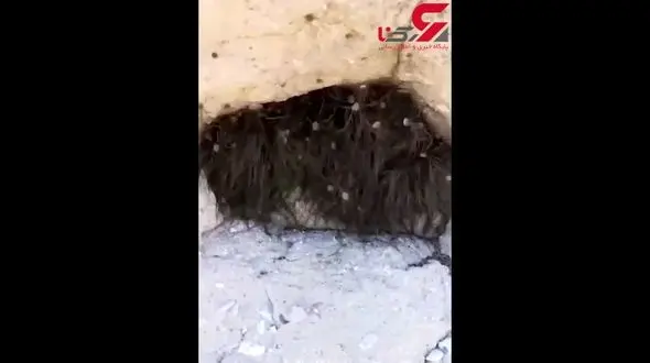 وحشت دو جوان از دیدن یک هیولای پشمالو/ راز این موجود عجیب چه بود+ فیلم