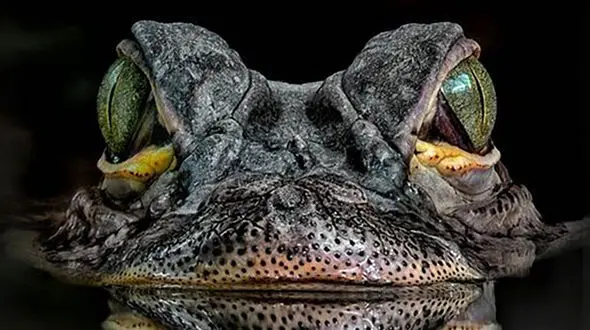 راز چشم‌ های جذاب خزندگان: ویژگی‌ ها و توانایی‌ های حیرت‌ انگیز