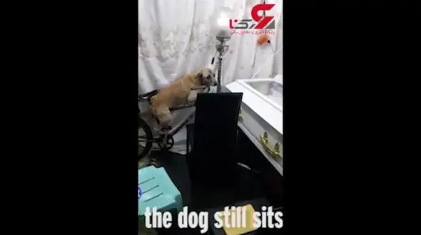 وفاداری باورنکردنی یک سگ به صاحبش تا لحظه مرگ ! + فیلم