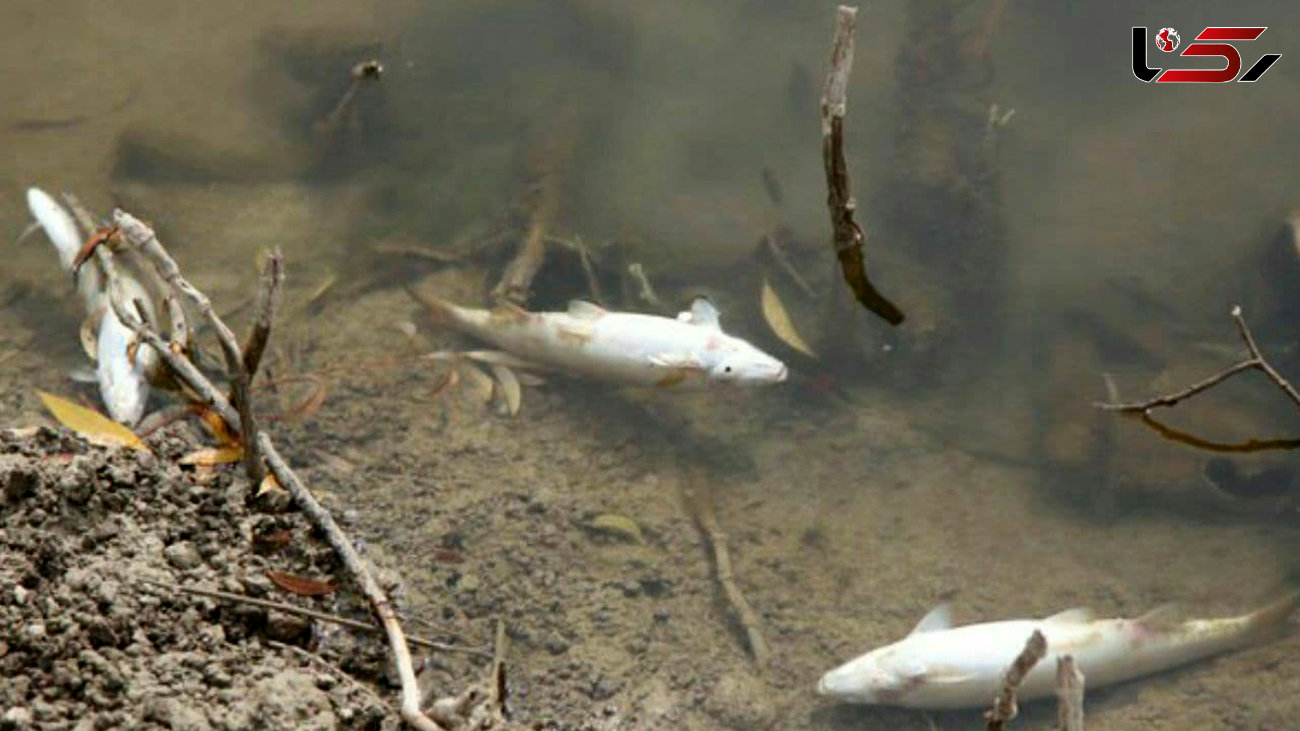 مرگ ماهی ها در رودخانه تویسرکان با شوک الکترونیکی و مواد شوینده ! / آب شرب منطقه سالم است