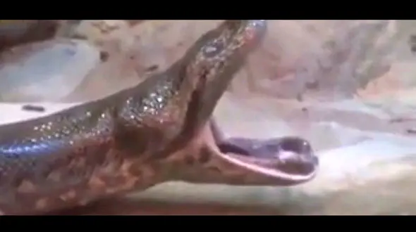 فیلم لحظه خمیازه کشیدن مار را ببینید+ویدئو و عکس