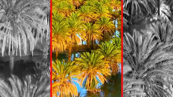 فیلم نخلستان‌های هرمزگان از نمای هوایی