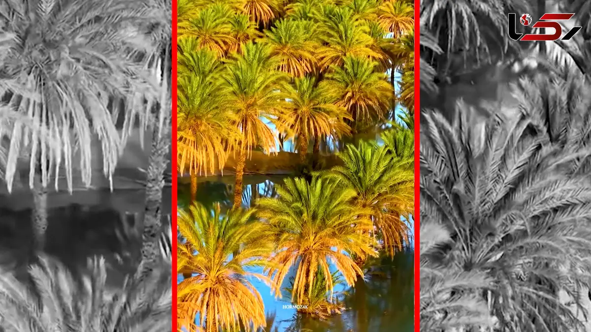 فیلم نخلستان‌های هرمزگان از نمای هوایی