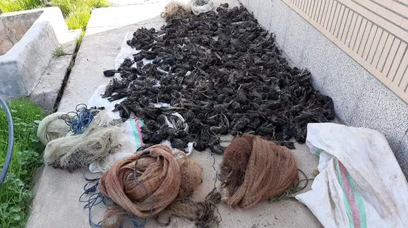 دستگیری قاتلان پرنده در مازندران 