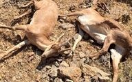 آخرین وضعیت شیوع طاعون نشخوارکنندگان کوچک در حیات وحش البرز 