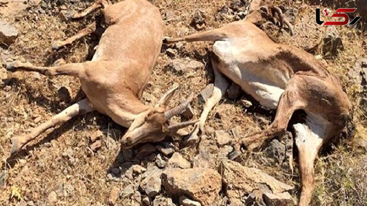 شیوع گسترده بیماری طاعون نشخوارکنندگان کوچک در البرز  / کشف بیش از 100 لاشه حیات وحش 