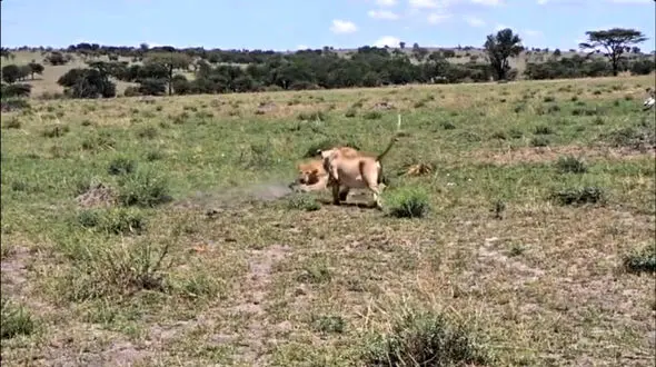 تقابل هیجان‌ انگیز شیرها با یک بزمجه شجاع در طبیعت / فیلم