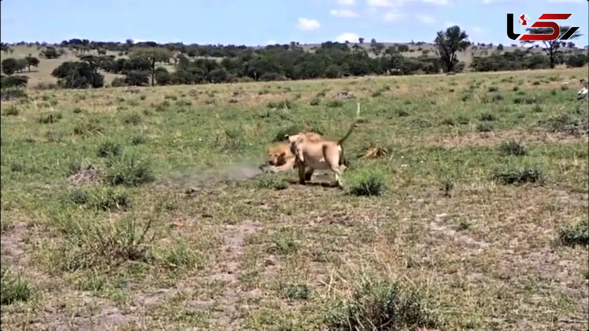 تقابل هیجان‌ انگیز شیرها با یک بزمجه شجاع در طبیعت / فیلم