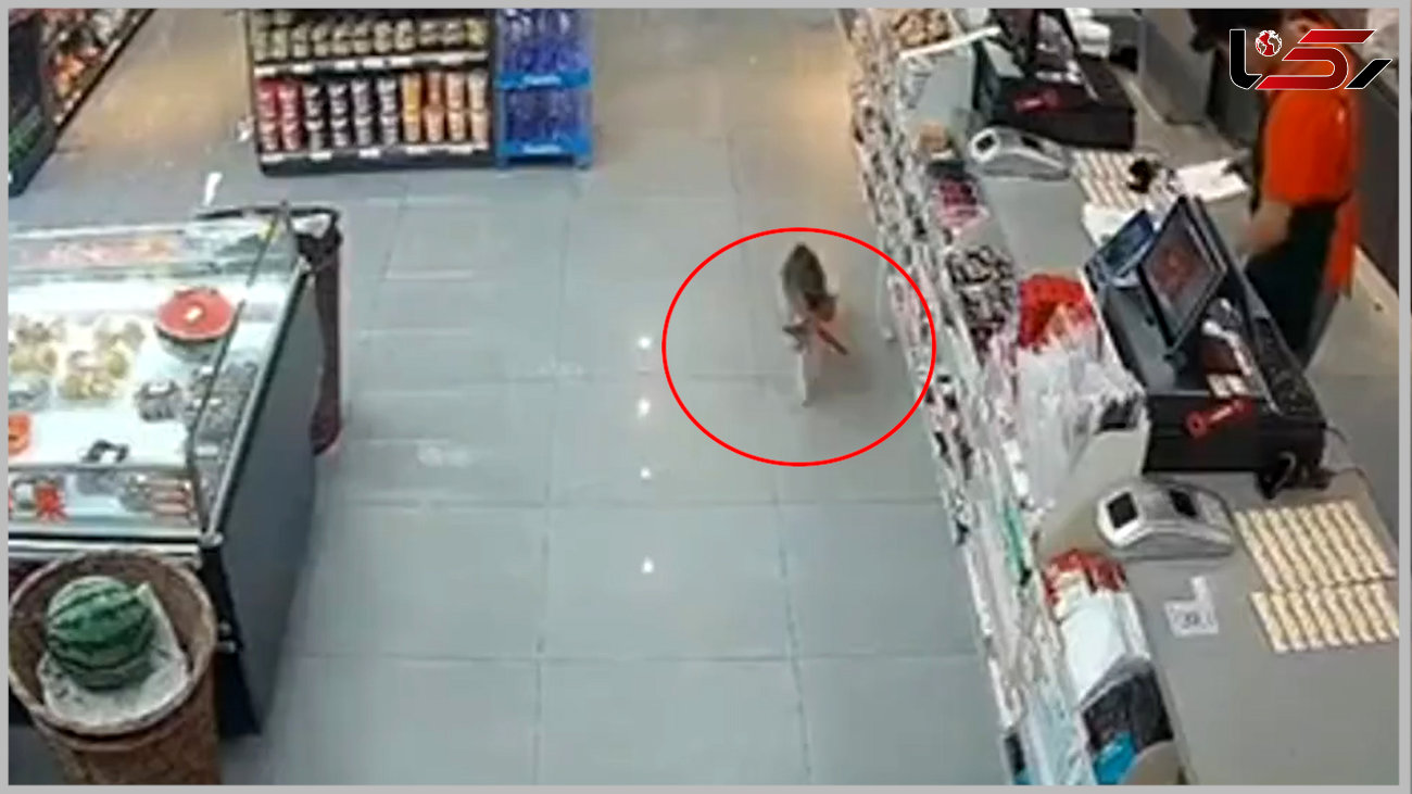 فیلم دیدنی از سرقت گربه شکمو از یک فروشگاه / ببینید