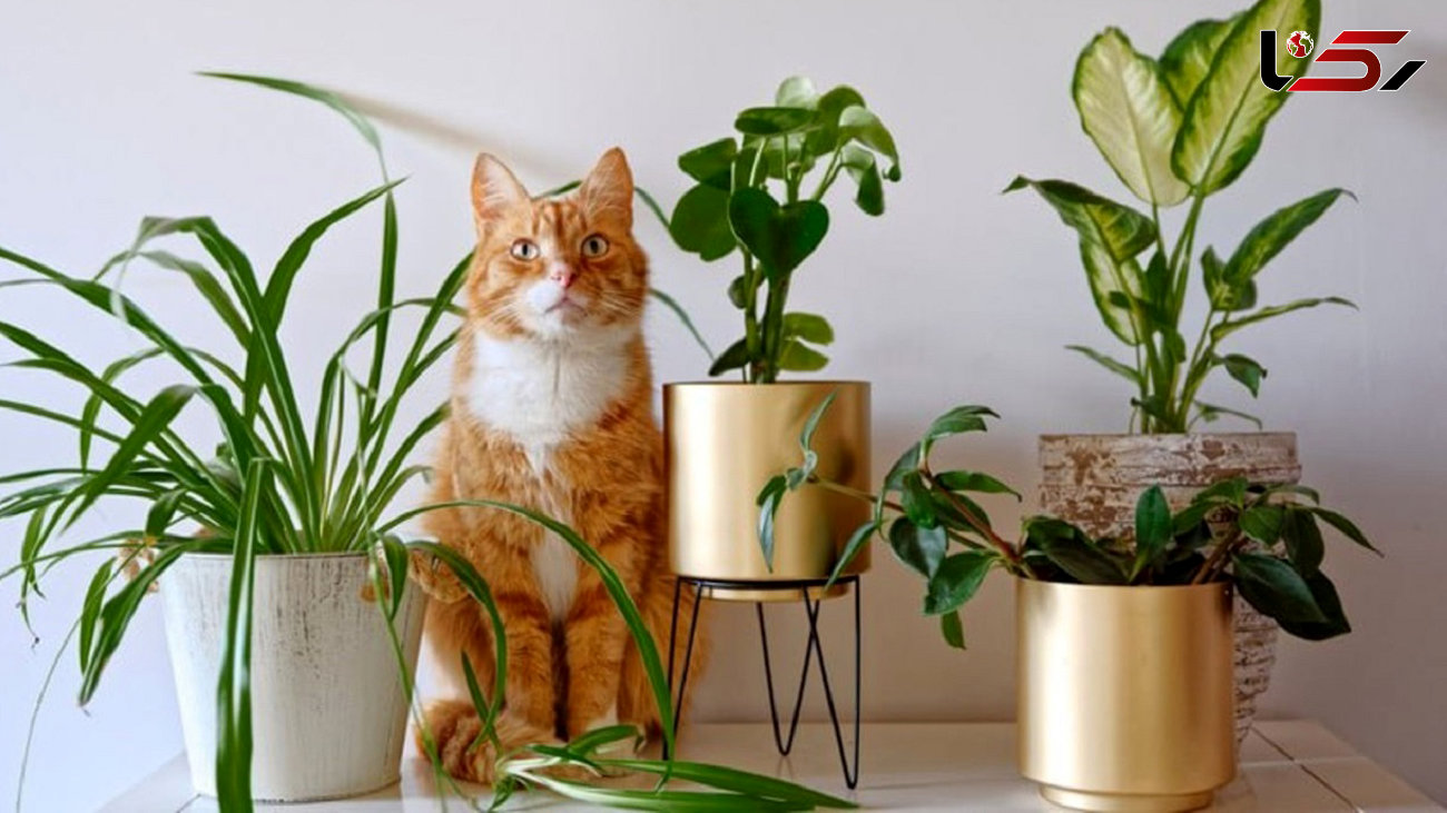 این گیاهان آپارتمانی سلامت شما را تهدید می کند + عکس