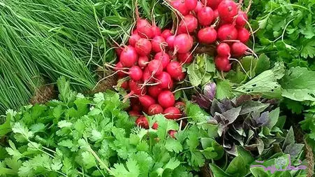از ضدسرطان تا آرام‌بخش؛ سبزی‌ هایی که هر روز می‌خوریم چه رازهایی دارند؟ / پرسش و پاسخ 