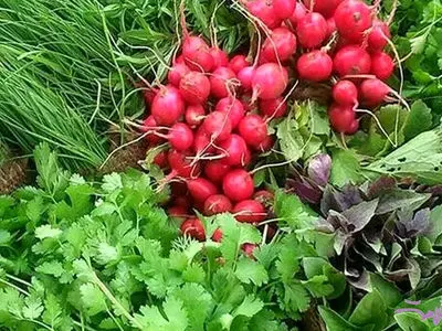 از ضدسرطان تا آرام‌بخش؛ سبزی‌ هایی که هر روز می‌خوریم چه رازهایی دارند؟ / پرسش و پاسخ 