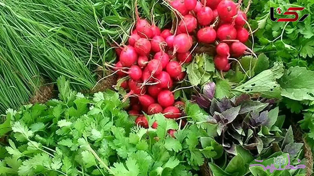 از ضدسرطان تا آرام‌بخش؛ سبزی‌ هایی که هر روز می‌خوریم چه رازهایی دارند؟ / پرسش و پاسخ 