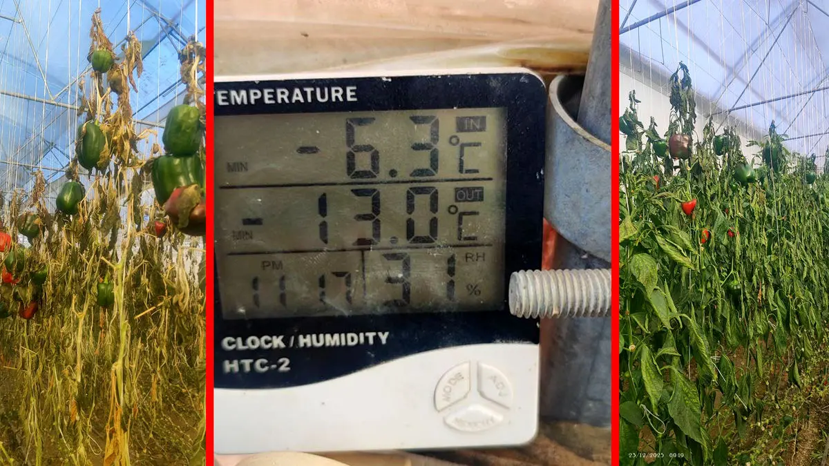 قطب تولید محصولات گلخانه ای کشور در آستانه نابودی / قطع گاز، گلخانه‌ های تیران و کرون اصفهان را فلج کرد