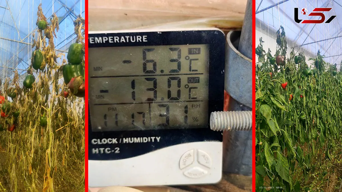 قطب تولید محصولات گلخانه ای کشور در آستانه نابودی / قطع گاز، گلخانه‌ های تیران و کرون اصفهان را فلج کرد + فیلم