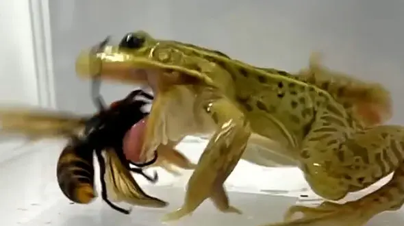 فیلم مقاومت خارق العاده قورباغه در برابر زهر زنبور