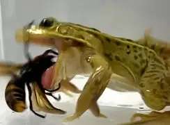 فیلم مقاومت خارق العاده قورباغه در برابر زهر زنبور