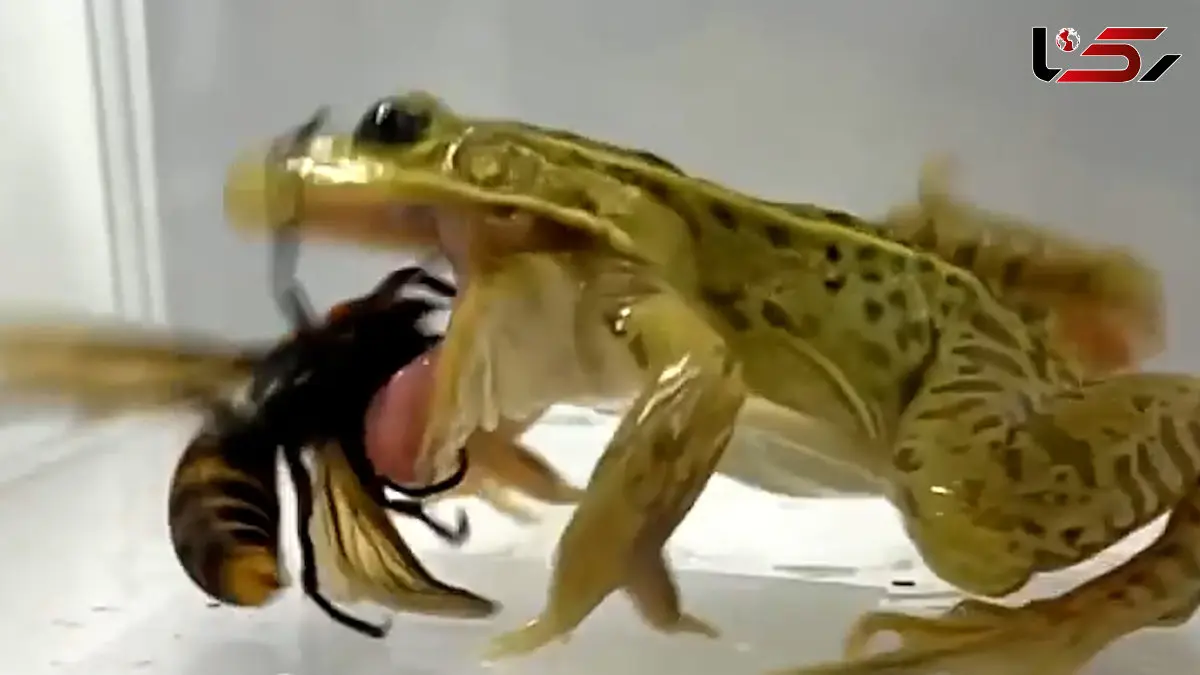 فیلم مقاومت خارق العاده قورباغه در برابر زهر زنبور