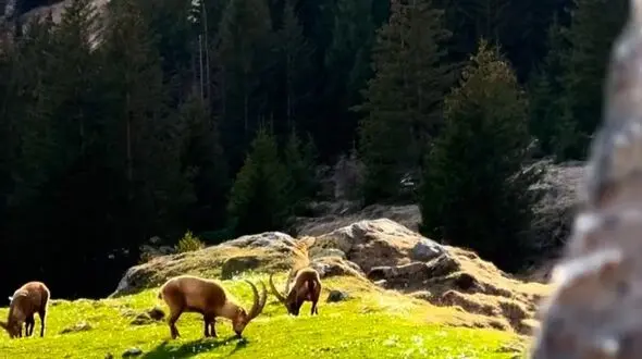 از خودت جلو بزن نه از دیگران