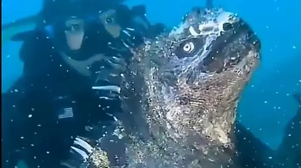 ببینید /  چهره ترسناک گودزیلا در عمق اقیانوس / کوچک اما مخوف !