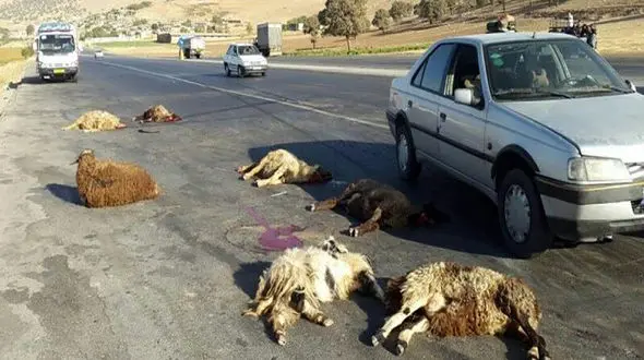 قاچاقچی زانتیا سوار 60 گوسفند را زنده زنده تلف کرد