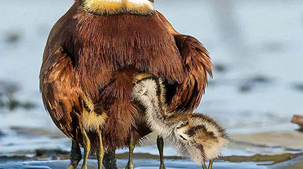 از پرنده‌ای با روش منحصر به‌ فرد در بزرگ کردن جوجه‌ها تا حمله گراز به یوز ها