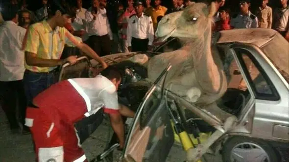 تصادف خونین پراید و شتر!