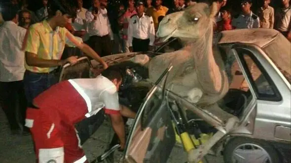 تصادف خونین پراید و شتر!