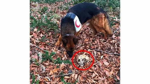 کشف بقای جسد معین شریفی در کردکوی