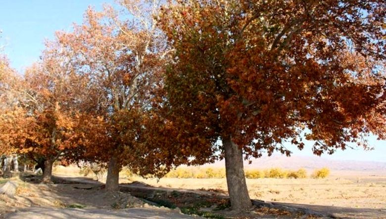ایران در یک پاییز تلخ/ گرمای غیرمعمول که آب، غذا و زندگی مردم را می‌بلعد