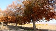 ایران در یک پاییز تلخ/ گرمای غیرمعمول که آب، غذا و زندگی مردم را می‌بلعد